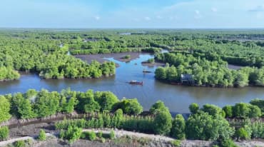 Mangrovenwald von oben