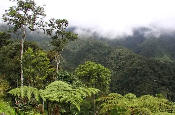 Wolken verhangener Bergregenwald bei Junin im Intag im Norden Ecuadors