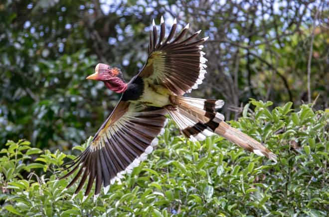 Schildhornvogel im Flug