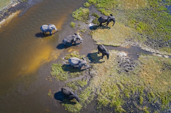 Elefanten am Okavango-Delta