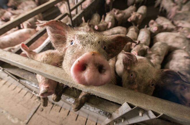 Schweinehaltung in Massentierhaltung