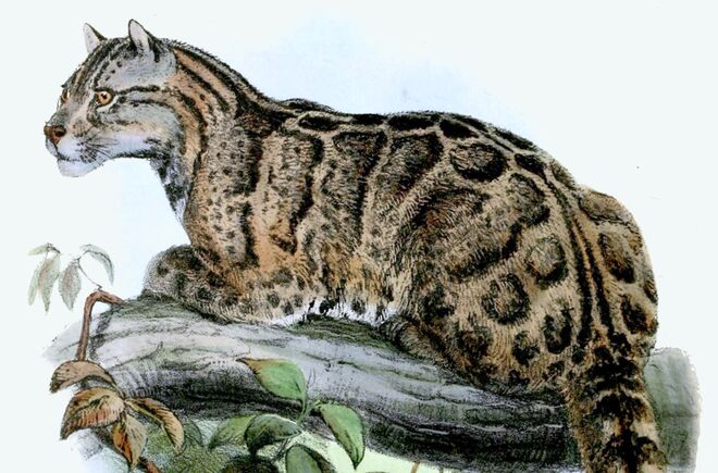 leopardus brachyurus