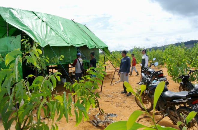 Illegales Camp der Holzfäller