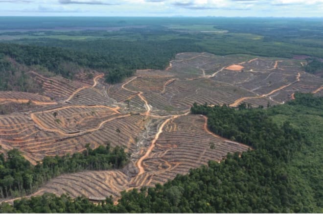 Blick auf Anlage für Holzplantage auf Hügeln