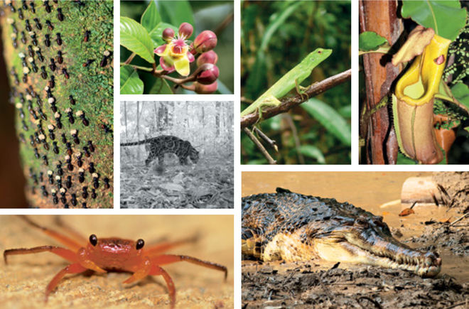 Artenvielfalt in Sabah