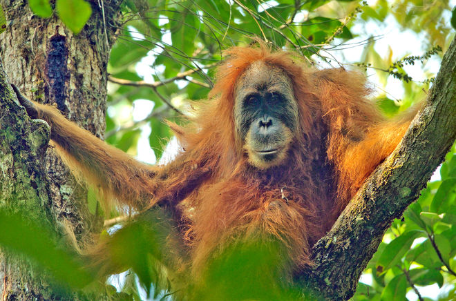 Pongo tapanuliensis