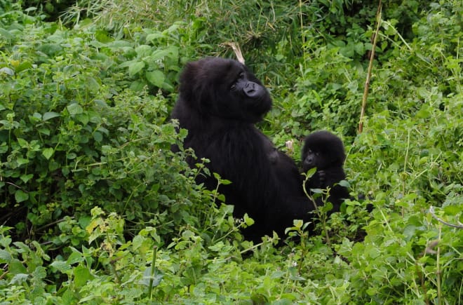 Gorilla mit Baby im Virunga Park