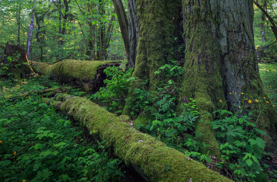 ein dicken Baum, umgefallene Bäume verrotten Bialowieza Wald in Polen