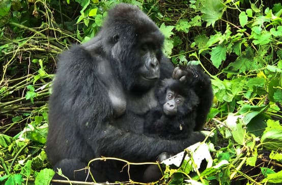 Gorilla mit Jungen in Virunga