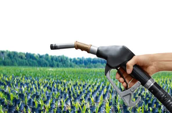 Fotomontage: Tankstutzen vor Ölpalmsetzlingen im Regenwald