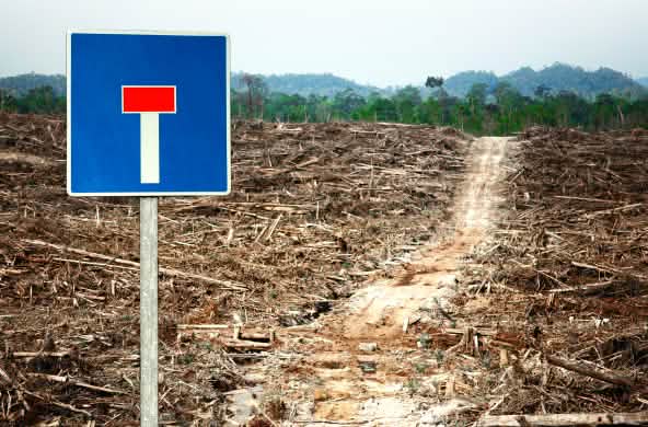 Fotomontage: Vor einer Rodungsfläche im Regenwald ist ein Sackgassen-Verkehrsschild eingesetzt