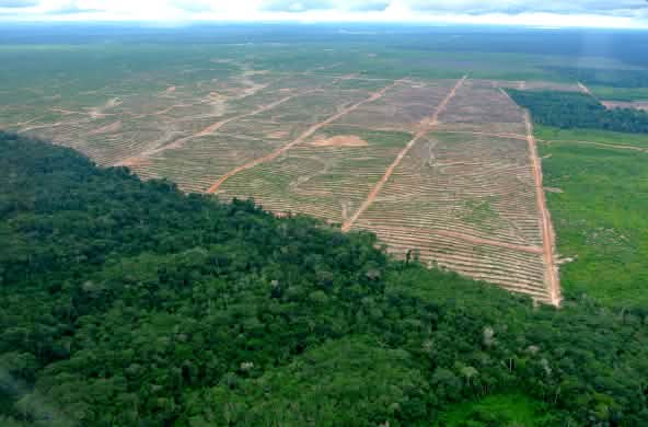 Luftbild einer Rodung für Palmöl in Peru