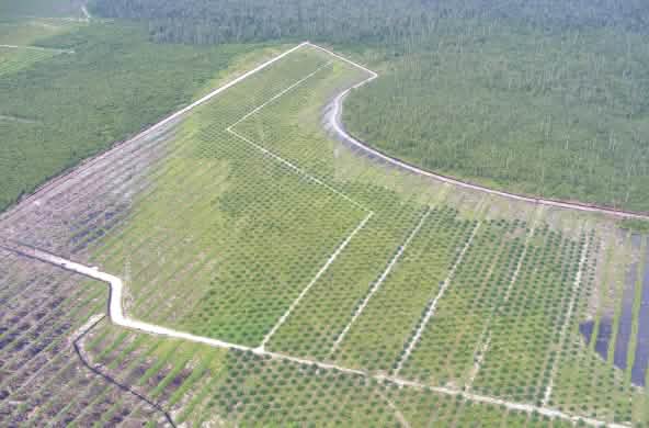 Ölpalmplantage Kalimantan