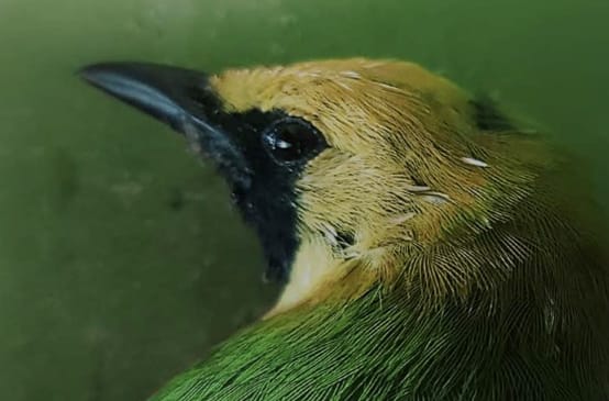 Kopf eines grünen Vogels mit gelber Stirn