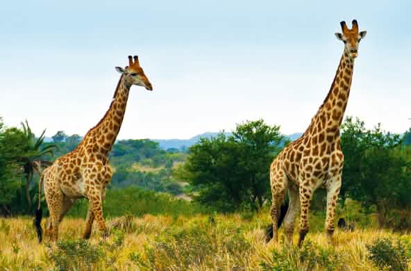 Giraffen in Südafrika