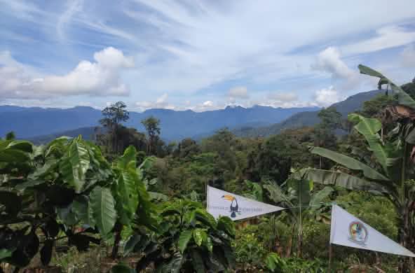 Baumschule der Indigenen Gayo von Pining im Leuser-Ökosystem
