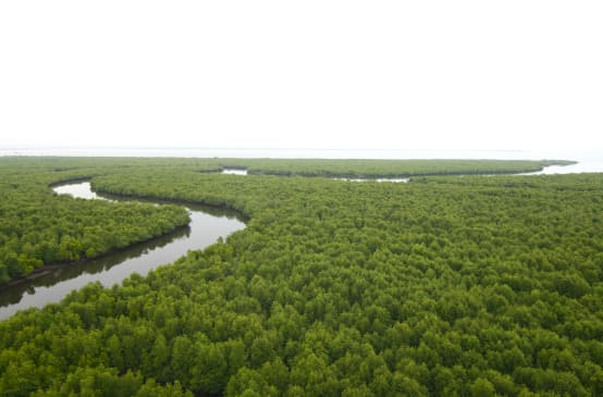 Dichter Mangrovenwald aus der Vogelperspektive. Ein Fluss schlängelt sich durch den Wald bis an die Küste am Horizont.