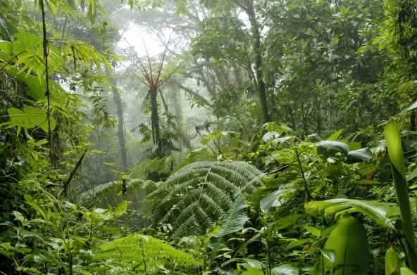 Nebelwald in Costa Rica