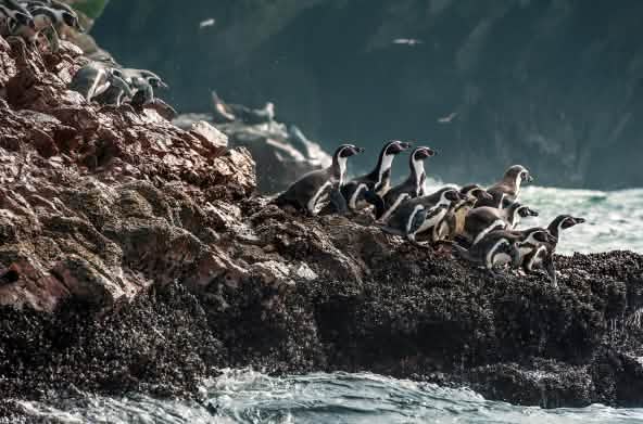 Eine Gruppe von Humboldtpinguine Klettern auf den Felsen zu Wasser
