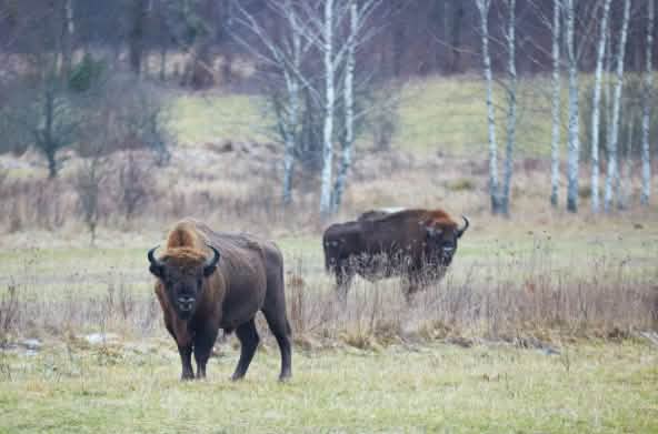 Wisent im Bialowieza-Wald in Polen