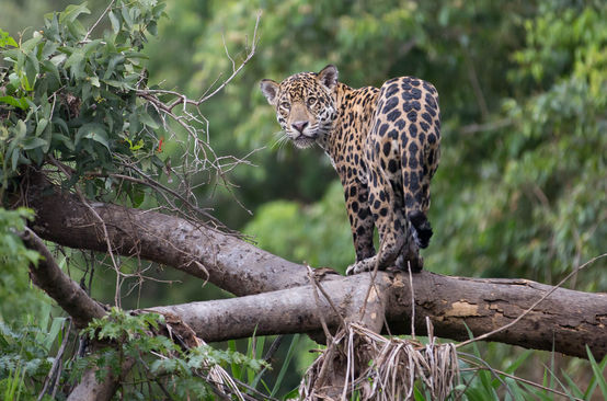 Ein Jaguar blickt vom einem umgestürzten Baum im Regenwald Richtung Kamera