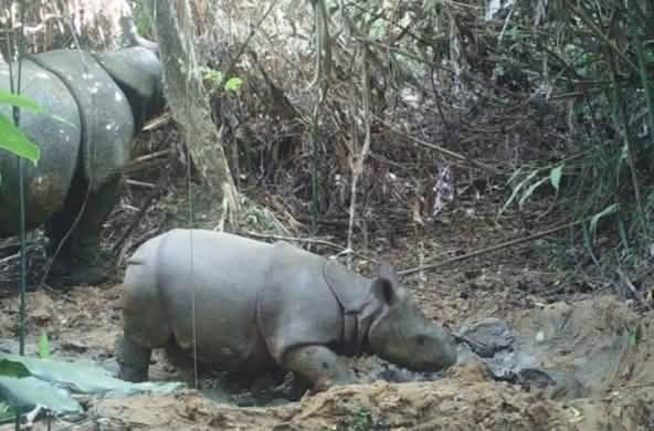 Nashorn-Baby und Mutter