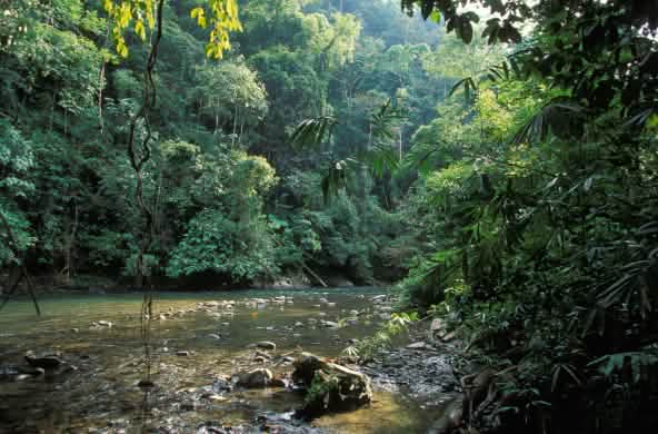 Regenwald im Gunung Leuser Nationalpark
