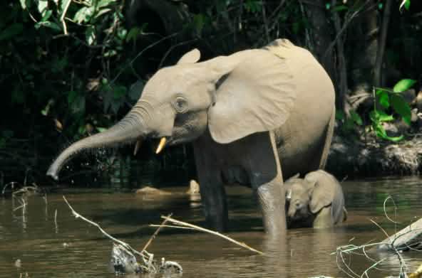 Waldelefant mit Jungem