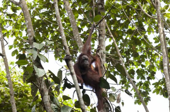 Orang-Utan im Baum