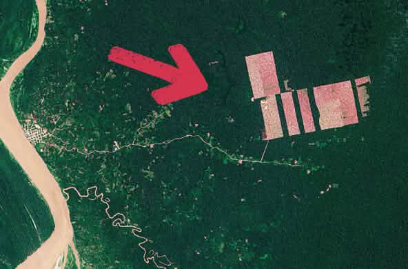 Peru Abholzung Tamshiaycu