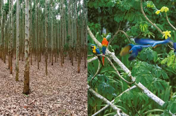 Collage Bamplantage vs Regenwald