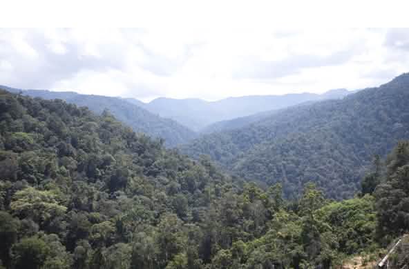 Blick von der Höhe über Regenwald