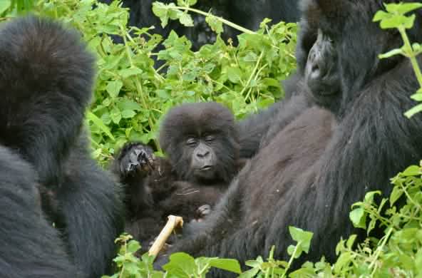 Gorillas im Virunga Nationalpark