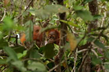 Junger Orang-Utan im Baum