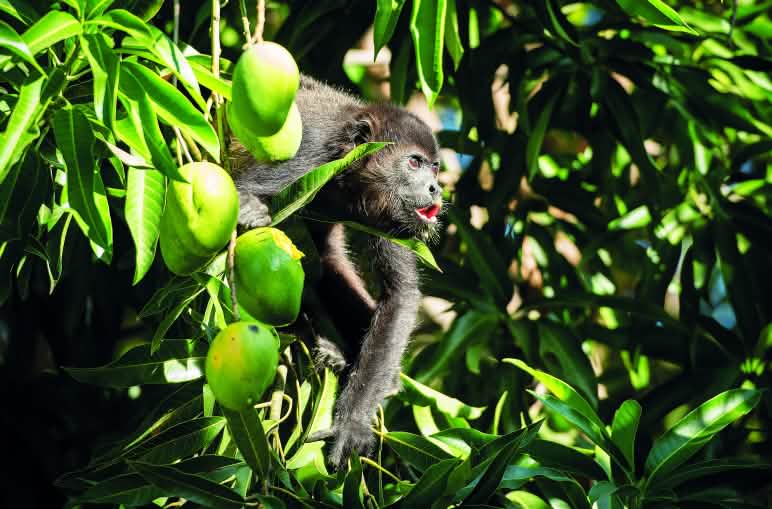 Brüllaffen sind Vegetarier, die sich von Blättern und Früchten ernähren. Dabei verteilen sie Samenkörner im Regenwald. Brüllaffen