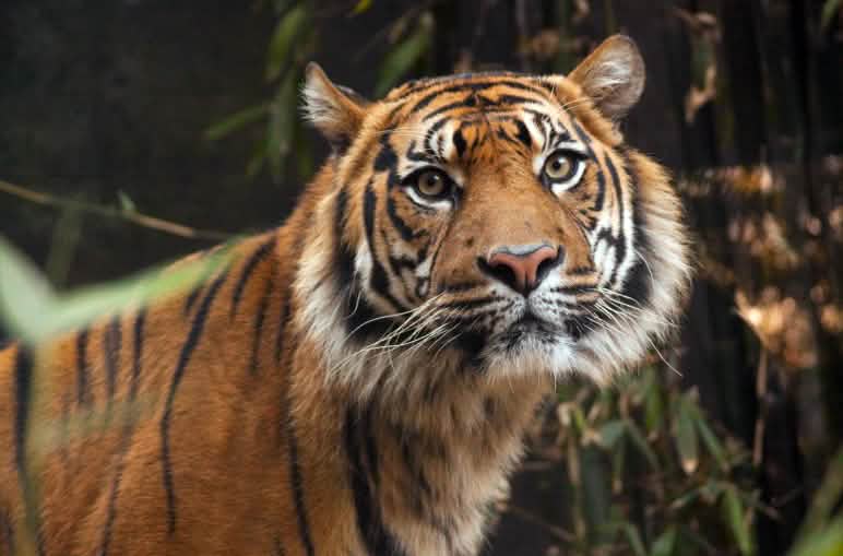 Der Sumatra-Tiger ist vom Aussterben bedroht. Auf der ganzen Insel leben nur noch 600 Tiere Sumatra Tiger