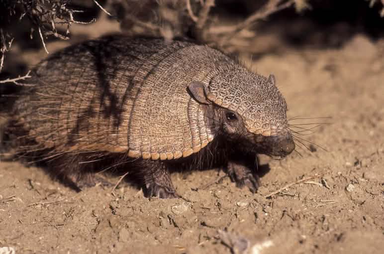 Das Neunbinden-Gürteltier ist eine von 200 Säugetierarten im Cerrado; seine Feinde: Jaguar und Puma Neunbinden-Gürteltier, Brasilien
