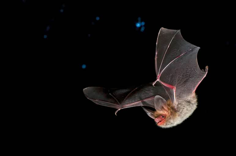 Die stark gefährdete Bechsteinfledermaus braucht Wälder mit alten Baumbeständen Bechsteinfledermaus