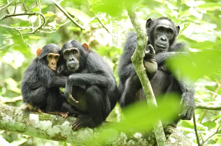 Alle vier Menschenaffen-Spezies der Erde – Schimpansen, Bonobos,  Gorillas und Orang-Utans – sind stark bedroht, weil ihr Lebensraum zerstört wird. Schutzgebiete können helfen, sie vor dem Aussterben zu bewahren Schimpansen