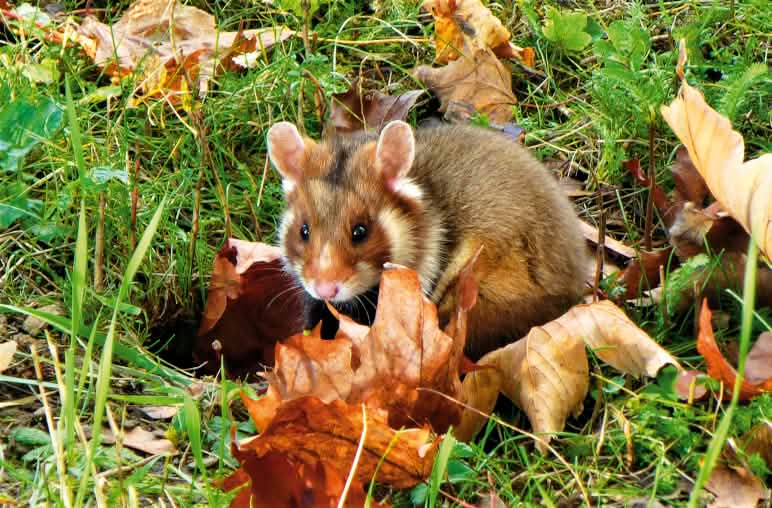 Die intensive Landwirtschaft raubt dem Feldhamster den Lebensraum und  gefährdet das Überleben dieser Nagetierart Feldhamster