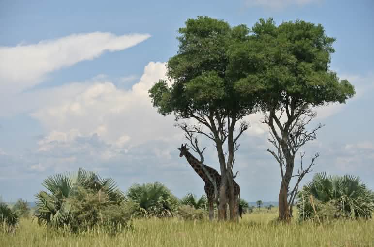 Im Murchison Falls Nationalpark lebt die größte Giraffen-Population Ugandas – noch... Giraffe