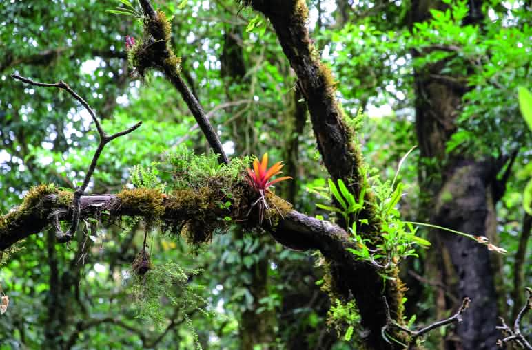 Urwaldbäume bilden im wahrsten Sinne des Wortes eine Lebensgrundlage für weitere Pflanzen, die wiederum zahlreiche Tiere ernähren Urwaldbaum bewachsen