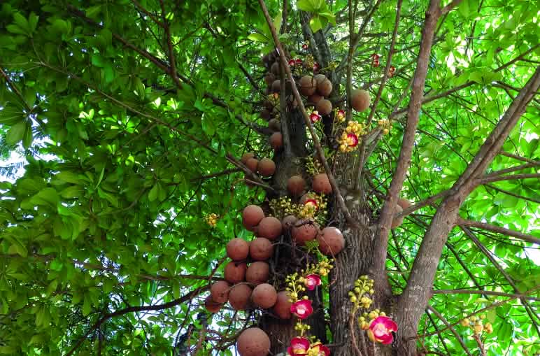Woher der Kanonenkugelbaum seinen Namen hat, ist leicht ersichtlich Kanonenbaum