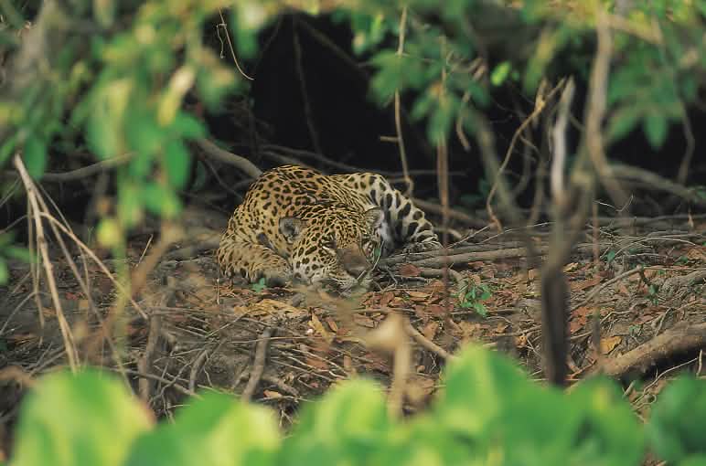 In Brasiliens Cerrado-Savanne ist der Jaguar daheim. Sein Lebensraum schwindet rasant Jaguar im Cerrado, Brasilien