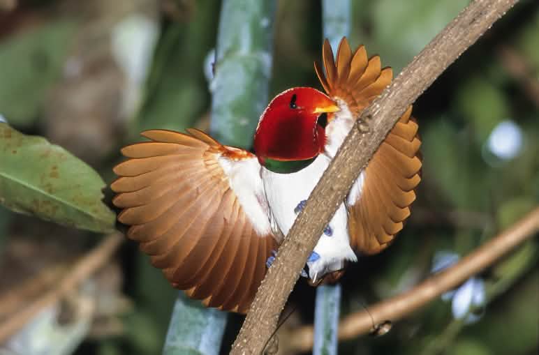 Königsparadiesvogel: Eine von 40 Arten, die nur auf der Insel Neuguinea leben Königs-Paradiesvogel, Neuguinea