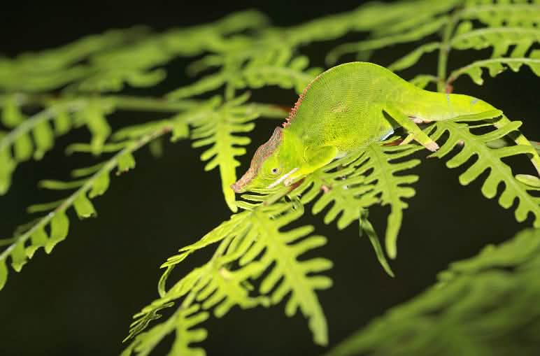 Madagaskar, wo dieses Chamäleon lebt, weist eine besonders hohe biologische Vielfalt mit vielen endemischen Arten auf Chamäleon