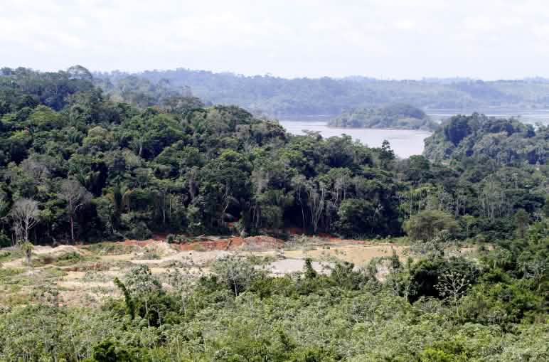 Zerstörter Wald am Fluss Xingú Vivo Abholzung am Fluss Xingu