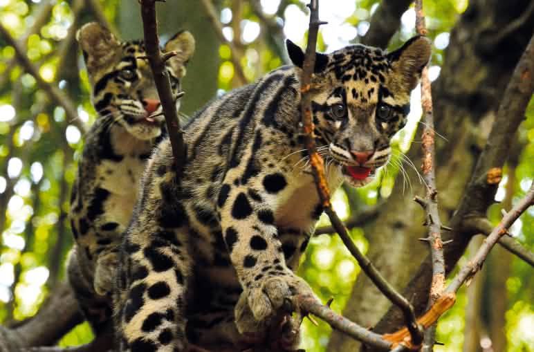 Nebelparder bewohnen Busch, Grasland und Mangrovensümpfe. Sie sind gefährdet, weil ihr Lebensraum schrumpft Nebelparder-Baum