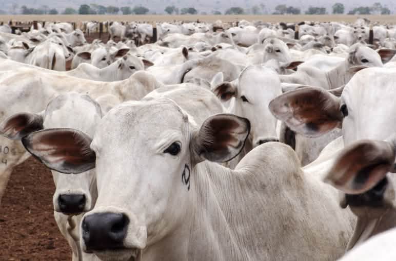 Weiden verdrängen artenreiche Natur Rinderherde in Mato Grosso