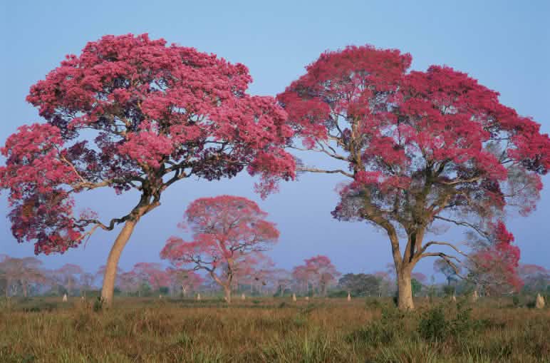 Der Lapacho-Baum ist begehrt für Holz und Rinde (für Tee) Lapacho Bäume, Brasilien